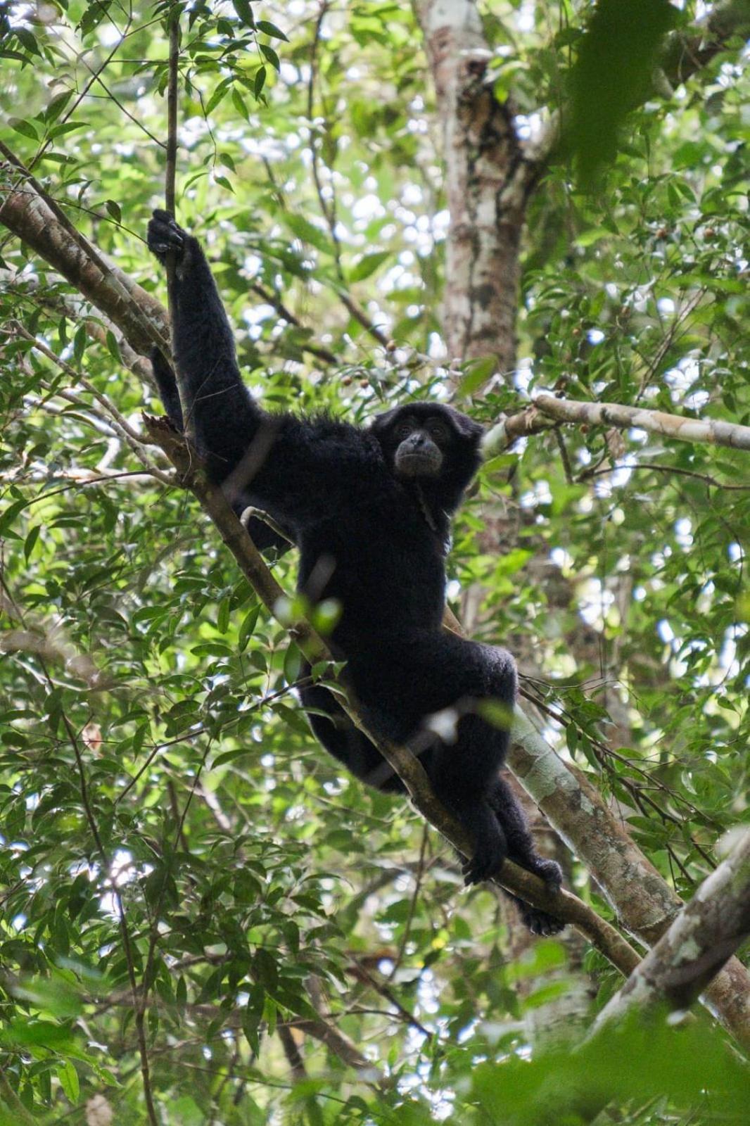 Magpie Homestay & Jungle Trekking Especially For Guest Trekking With Us Bukit Lawang Exterior foto