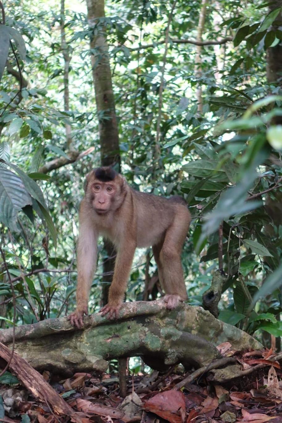 Magpie Homestay & Jungle Trekking Especially For Guest Trekking With Us Bukit Lawang Quarto foto