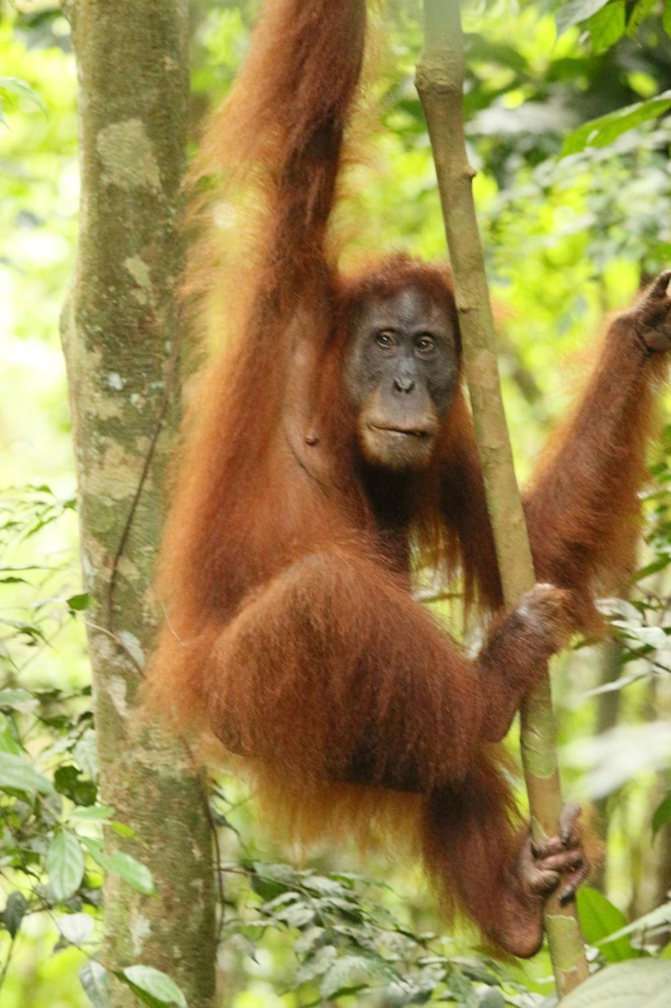 Magpie Homestay & Jungle Trekking Especially For Guest Trekking With Us Bukit Lawang Exterior foto