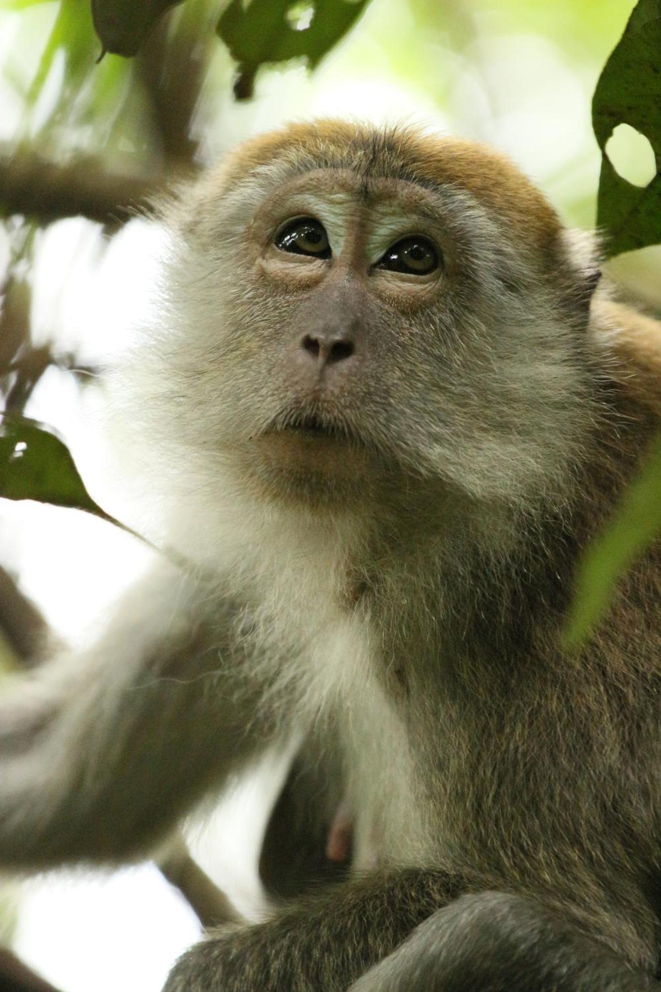 Magpie Homestay & Jungle Trekking Especially For Guest Trekking With Us Bukit Lawang Exterior foto