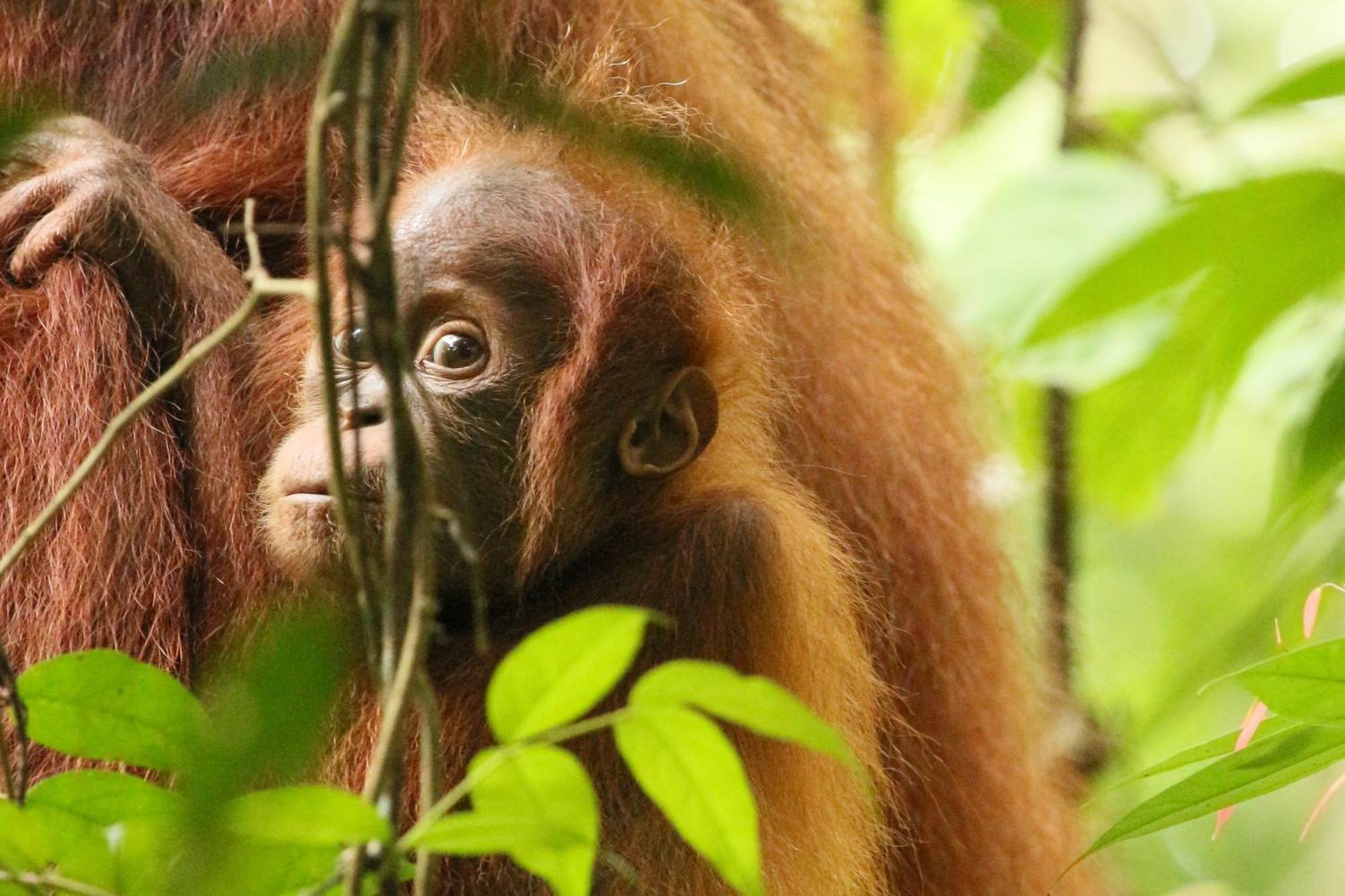 Magpie Homestay & Jungle Trekking Especially For Guest Trekking With Us Bukit Lawang Exterior foto